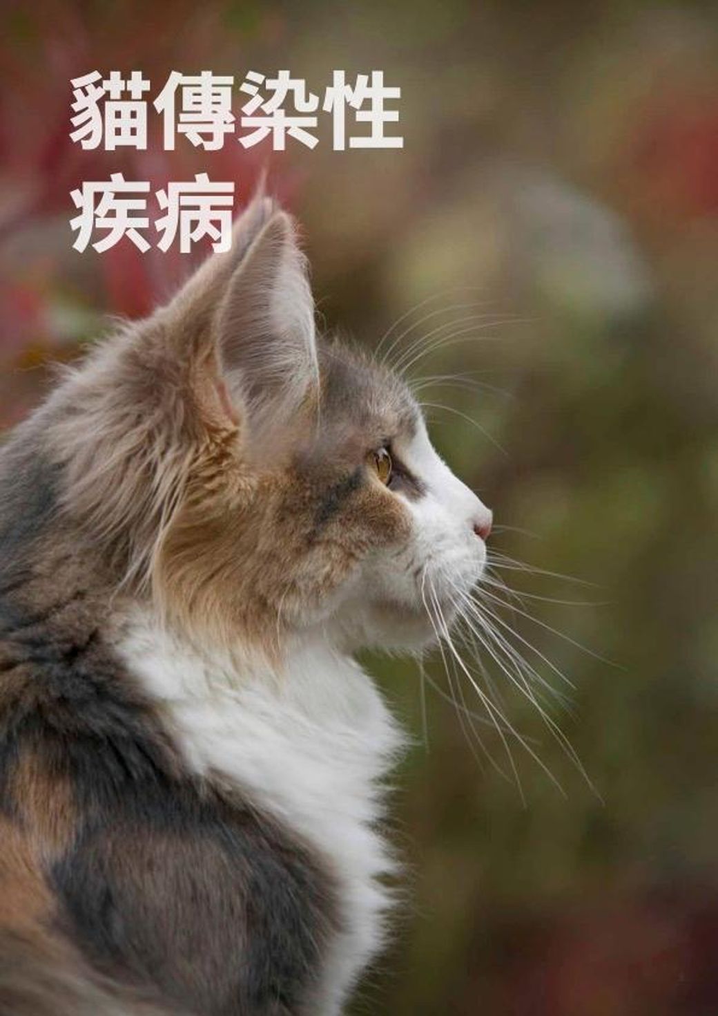 封面-貓白血病  貓免疫缺陷病毒快速檢測.jpg