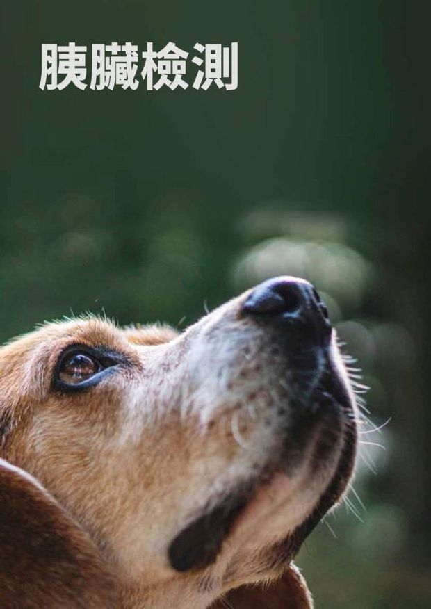 封面-犬胰脂酶快速檢測.jpg